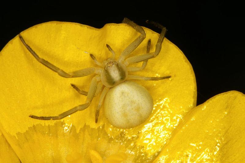 Misumena_vatia_D4935_Z_89_Les Gris_Frankrijk.jpg